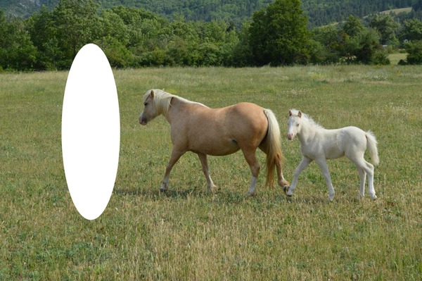 cheval Fotomontage