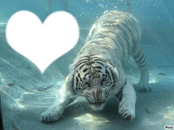 tigres Fotomontage