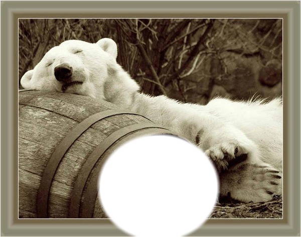 ours polaire Fotomontáž