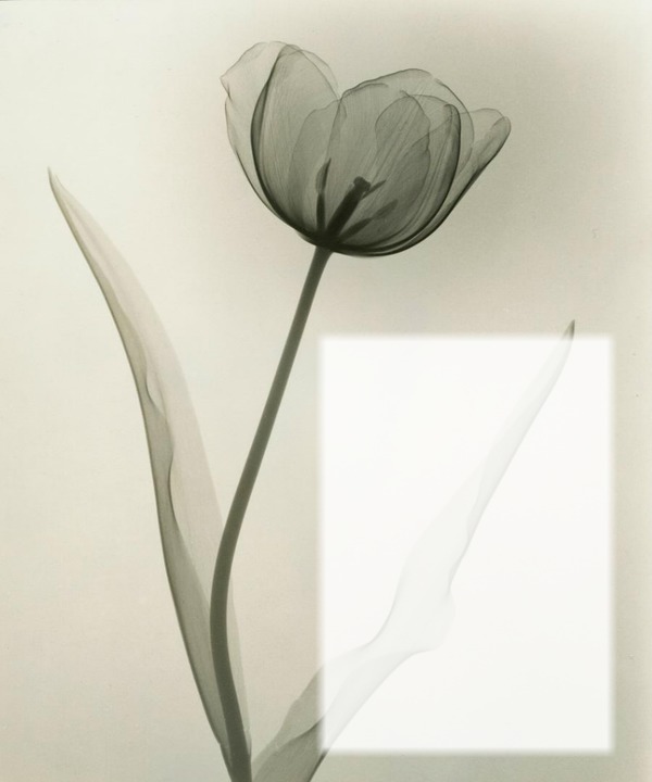 Tulipe aux rayons-X Fotomontage