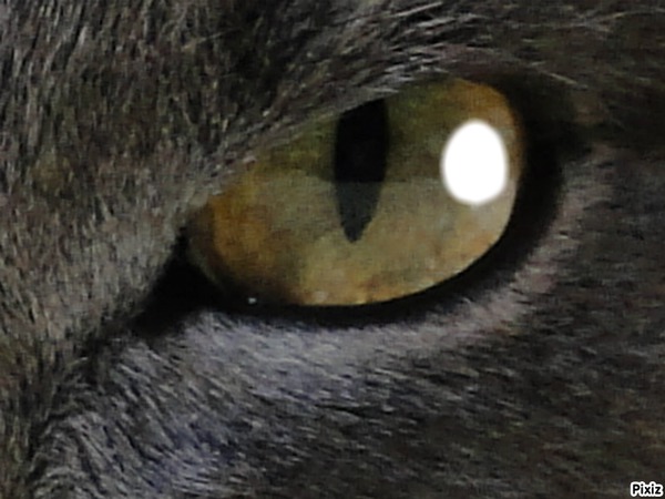 oeil de chat Montaje fotografico