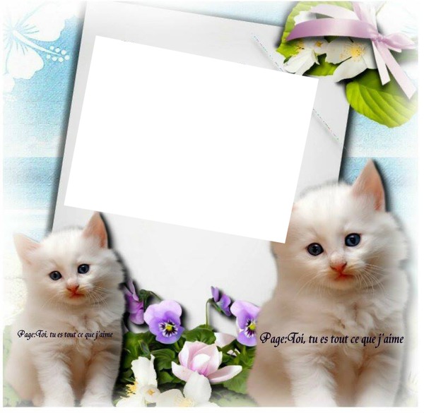 1 photo avec chats blancs Fotomontažas