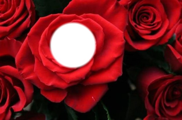 roses rouge Φωτομοντάζ