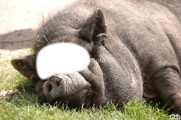 cochon Photo frame effect