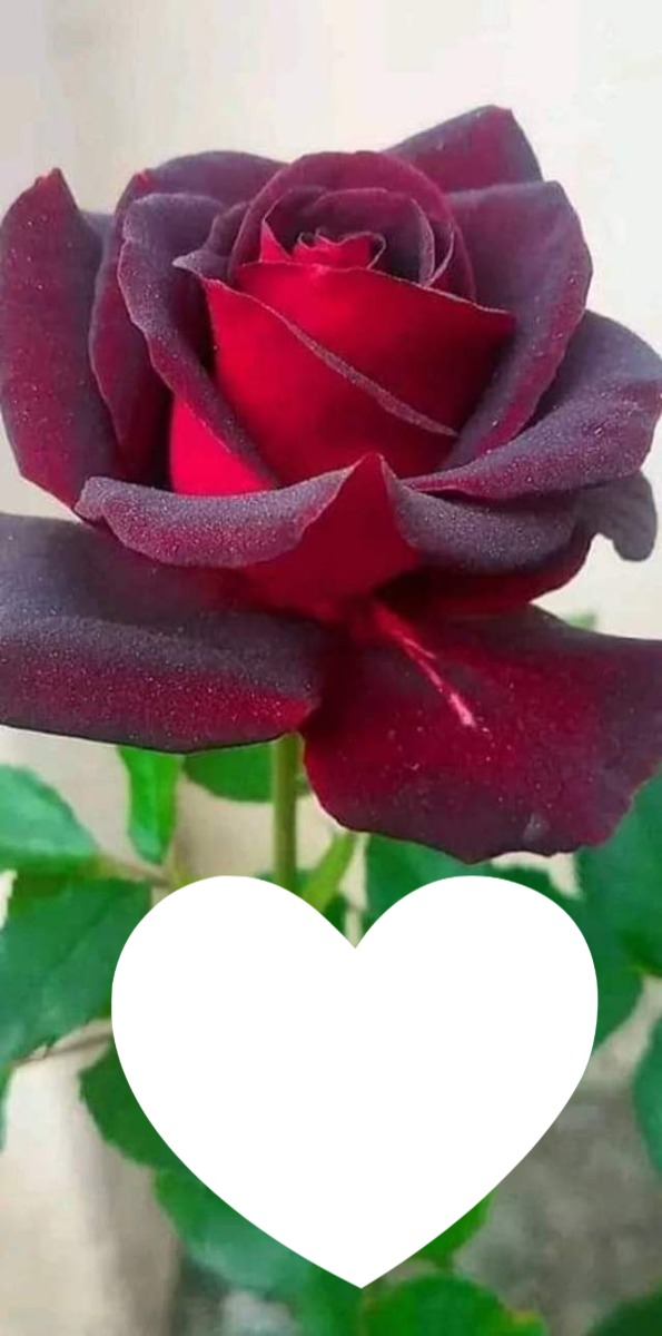 Beautiful rose Фотомонтаж
