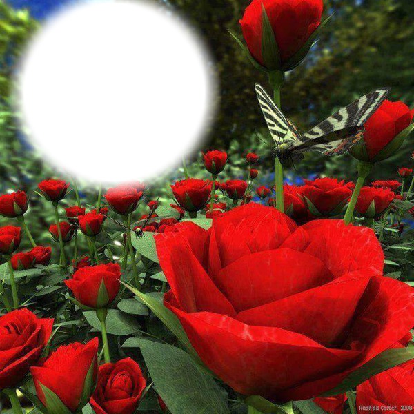 rosas vermelhas Fotomontáž