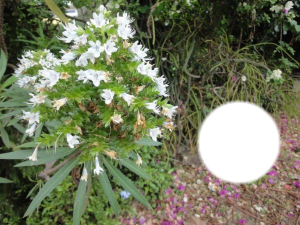 Fleur blanche du jardin botanique sur Gran Canaria Montage photo