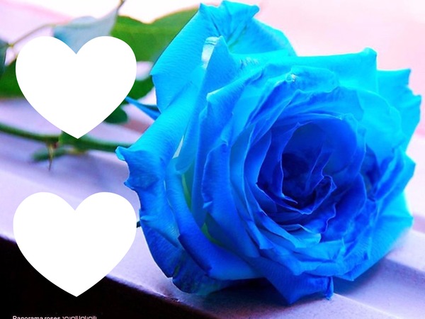 rosa azul Fotomontaż