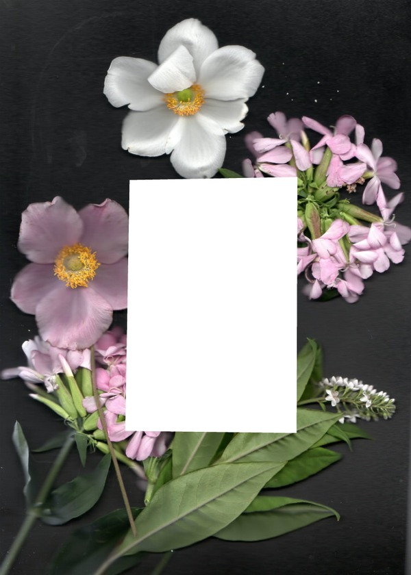 fleurs avec cadre rectangulaire une photo Fotomontaggio