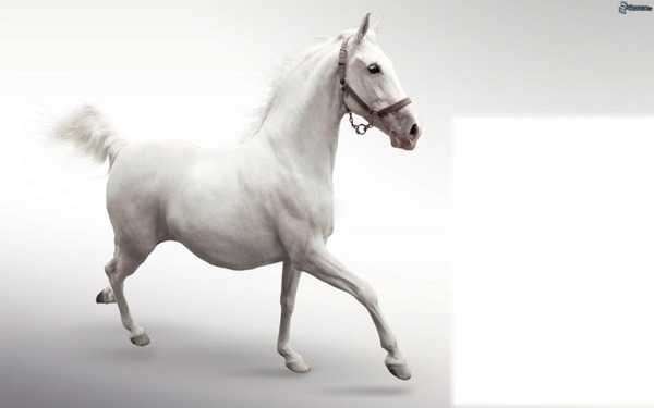 cheval blanc Φωτομοντάζ