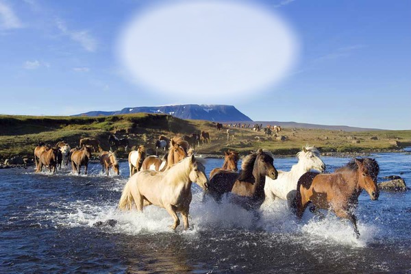 chevaux sauvages Photomontage