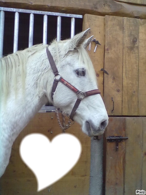 I love chevaux Fotomontaža