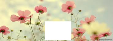 Pink Flowers Photo frame effect