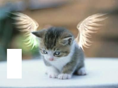 chat avec des ailes d'ange フォトモンタージュ