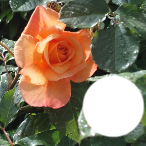 Orange Rose Фотомонтаж