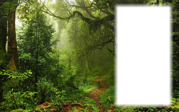 Erdő tájkép Fotómontázs