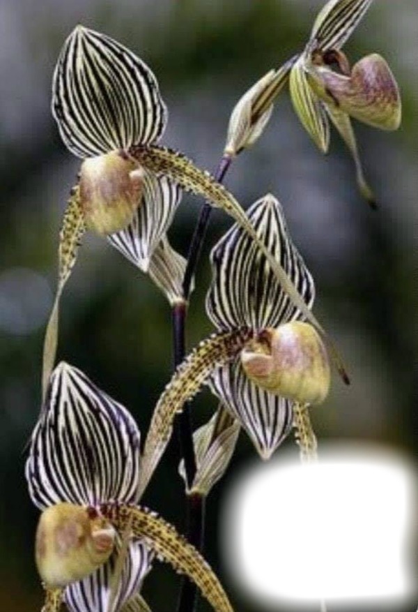 орхидеи Фотомонтаж