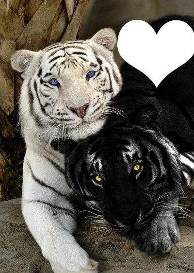 Amour tigres Valokuvamontaasi