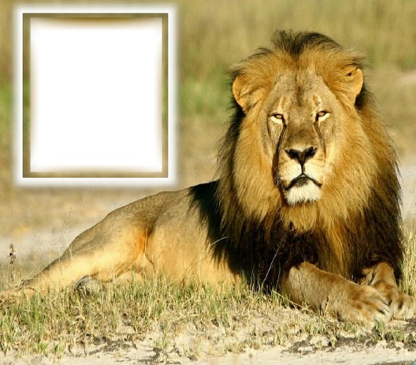 Animaux (lion) Photo frame effect