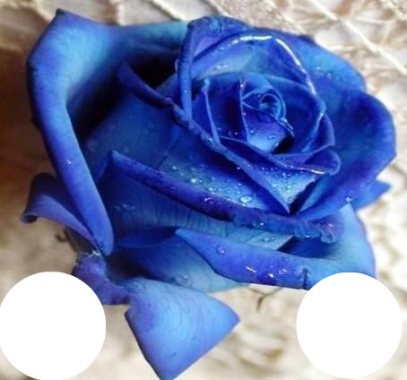 roses bleu Fotomontaža