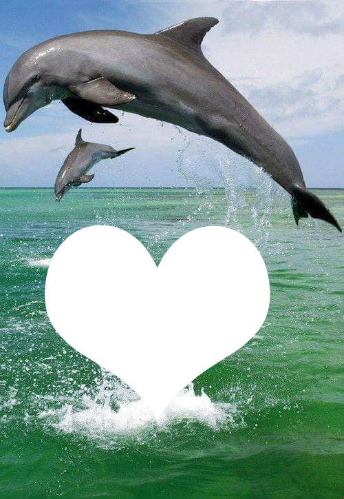 dauphins amour Fotomontage