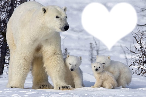 *Famille d'ours* Fotomontage
