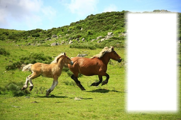 lovas tájkép Fotomontage