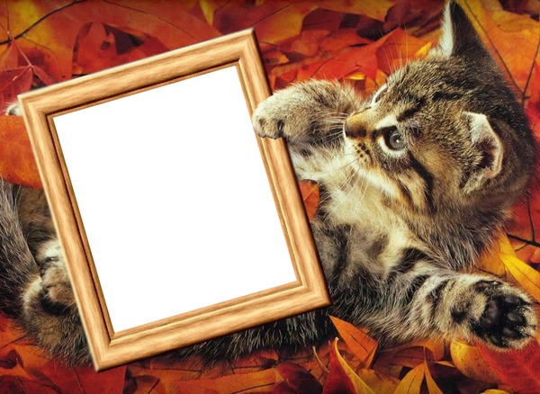 Podzim, kotě Fotomontage
