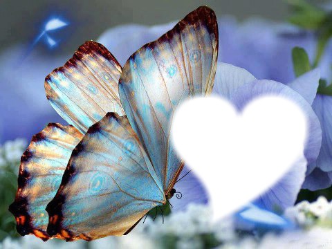 papillon Photomontage