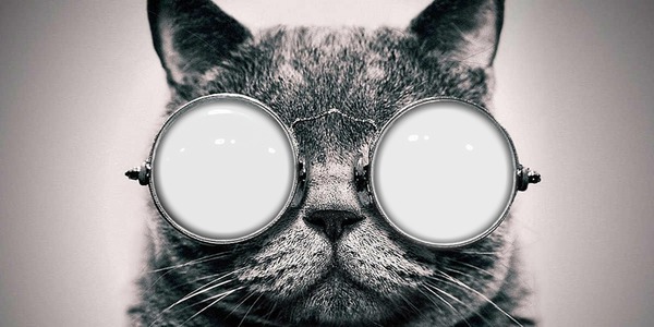 cats glasses Photo frame effect
