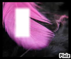 La plume Rose Photo frame effect