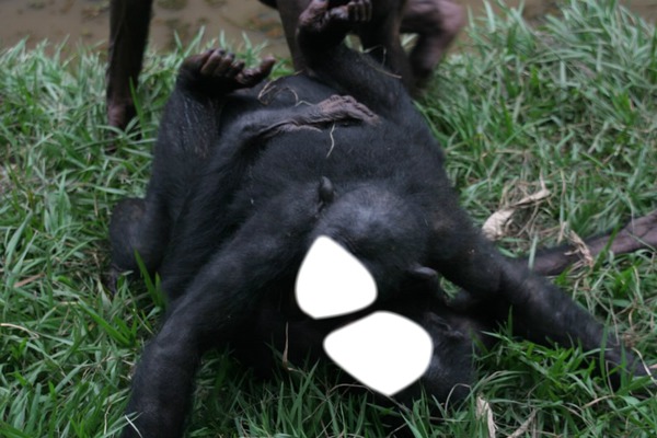 bonobo ross alan Fotomontaż