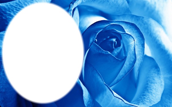 cadre fleur rose Photomontage