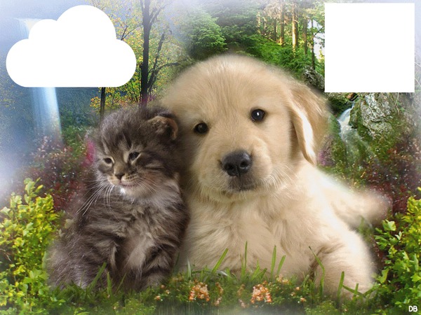 Chat et chien Fotomontage