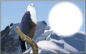 aigle et neige Фотомонтажа