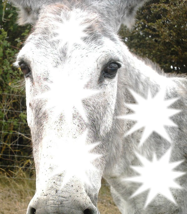 Cheval 1 scène Montage photo