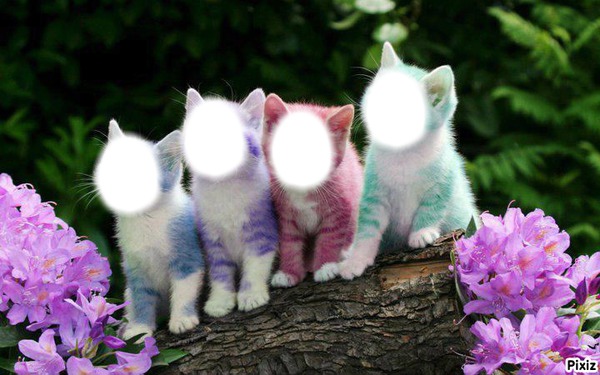 chat multicolore Photomontage