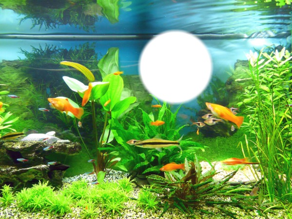 aquarium Photo frame effect