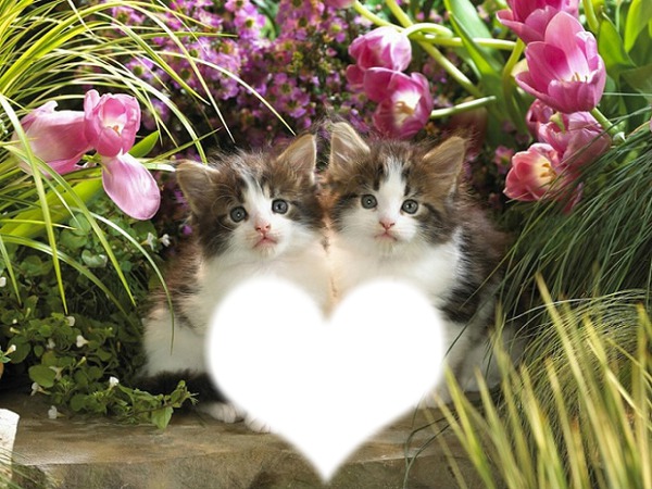 *Famille chatons* Montage photo