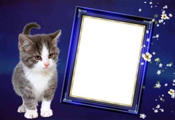 Cadre Chat Photo frame effect