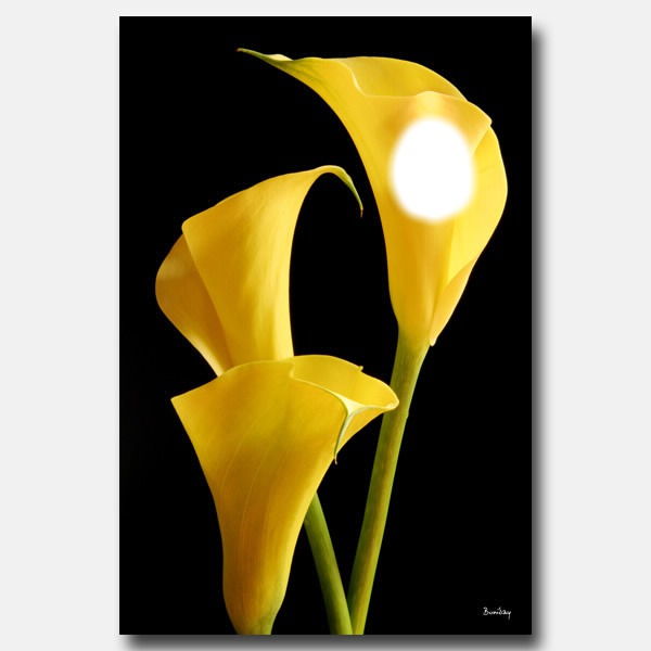arum jaune Fotomontage