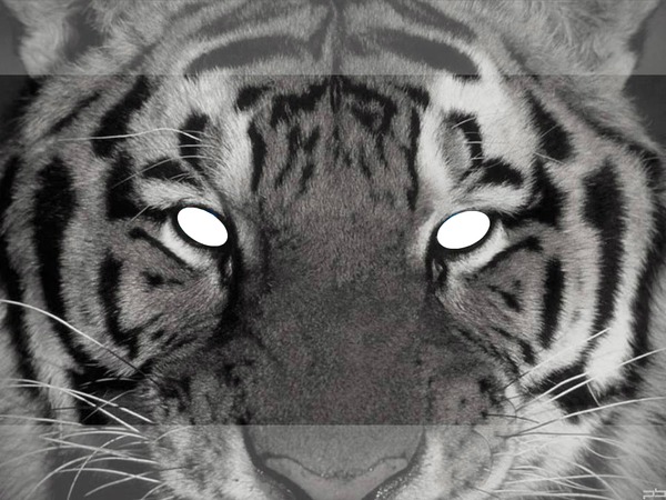 le tigre blanc Fotomontagem