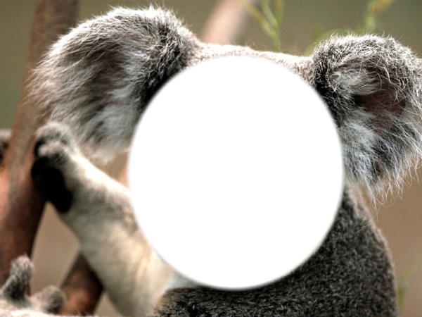koala Fotomontaža