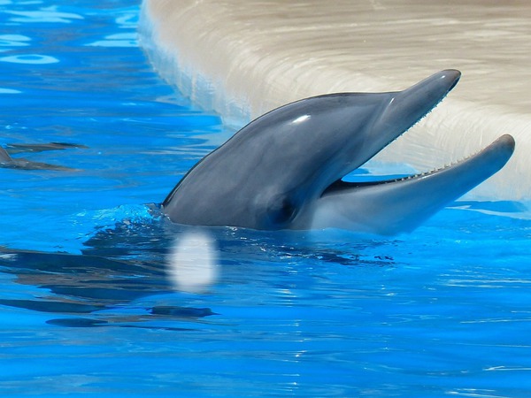 dolphin Montaje fotografico