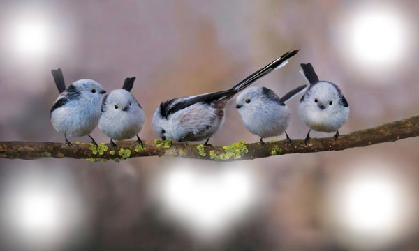 oiseaux Fotomontagem