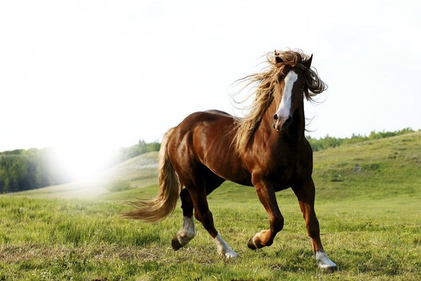 cheval qui court Montaje fotografico