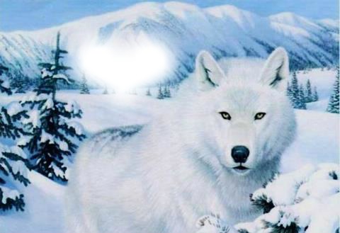 loup blanc coeur Fotomontáž