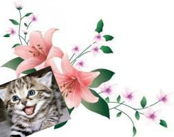 fofo flor gato Montaje fotografico