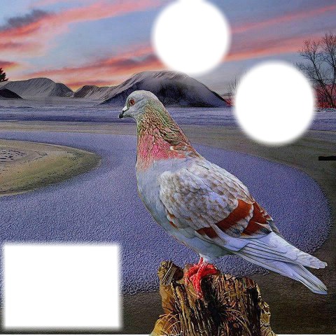 cadre oiseaux Fotomontage
