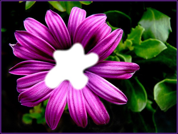 fleur Фотомонтажа